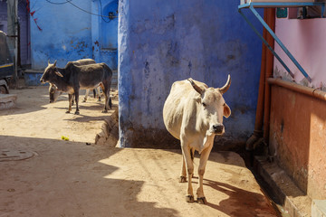 Wall Mural - Cows on the street in old town of Bundi. India