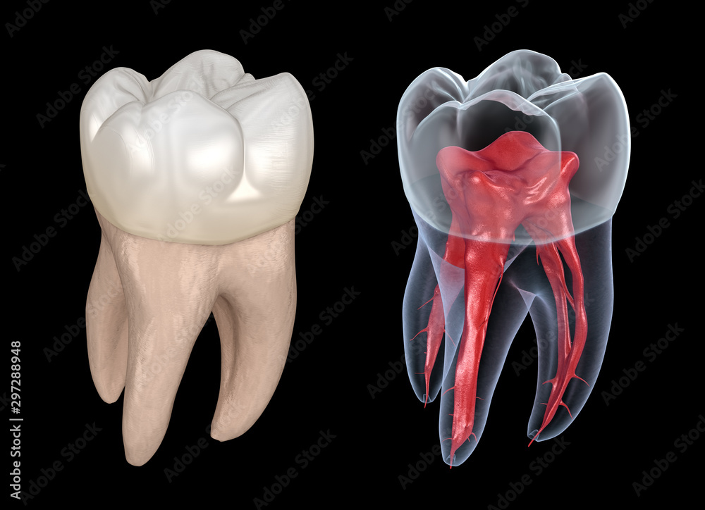 Dental root anatomy - First maxillary molar tooth. Medically accurate ...