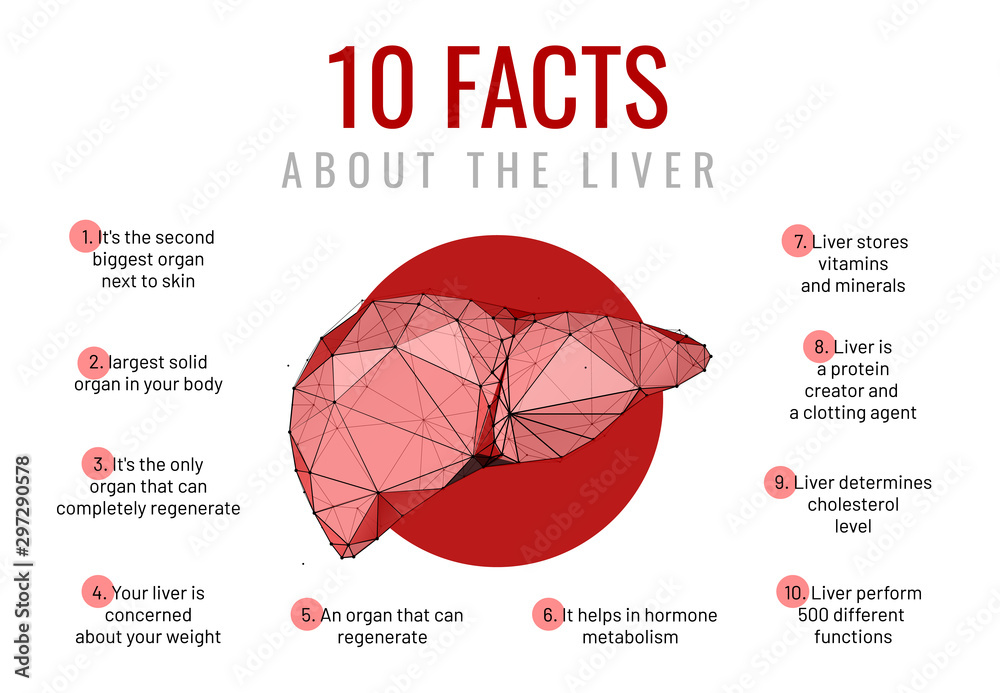 Liver facts low poly wireframe banner template Stock Vector | Adobe Stock