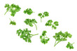 Curly parsley isolated on a white background, Top view. Flat lay.