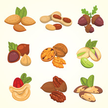 Set Vector Icons Nuts In Cartoon Style. Nut Food Collection. Peanut, Hazelnut, Pistachio, Cashew, Pecan, Walnut, Brazil Nut, Almond, Acorn.