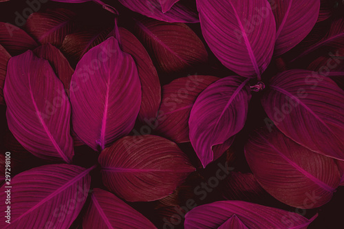 Fototapete - leaves of Spathiphyllum cannifolium, abstract colorful texture, nature background, tropical leaf