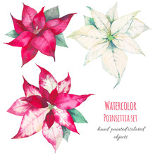 Watercolor Poinsettia Isolated On White Background. Hand Painted Natural Elements With Christmas Star Plants. Set Of Three Floral Elements For Holiday Artistic Design