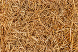 Fototapeta Kuchnia - Yellow dry hay straw backdrop texture. Dry cereal plants, farm rural agricultural.