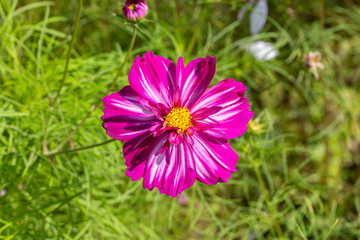 Wall Mural - Bright pink cosmos flower, close-up