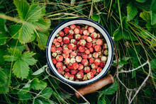 Wild Strawberries In A Bowl