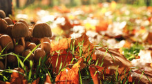 Close-up Of Little Mushrooms In The Autumn Park. Autumn Landscape With Mushrooms Grass And Yellow Leaves In Park. Nature Background