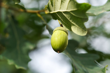 Wall Mural - green acorn on the oak closeup