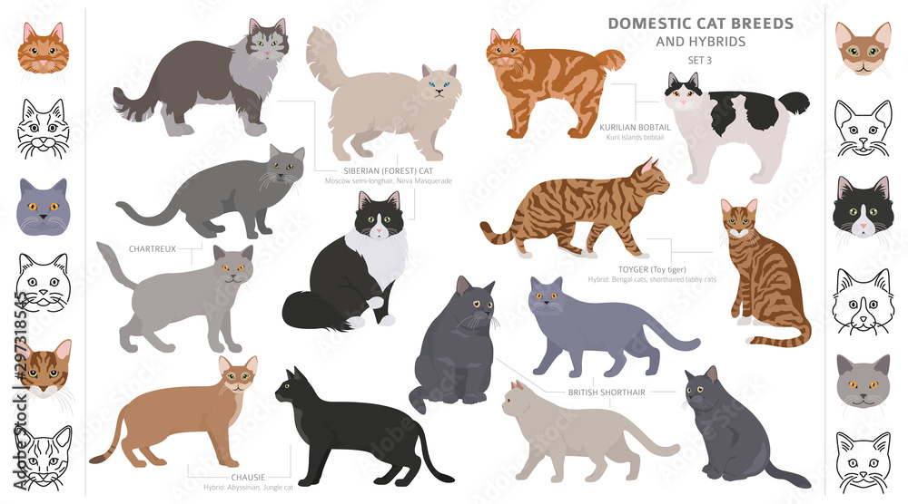 Domestic cat breeds and hybrids collection isolated on white. Flat style set. Different color and country of origin - obrazy, fototapety, plakaty 