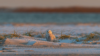 Wall Mural - Snowy Owl on the beach at sunrise.