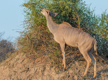 A Kudu Cow Grazes On Green Foliage Growing On Top Of A Termite Mound In The Kruger National Park In South Africa Image In Horizontal Format With Copy Space