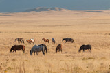 Fototapeta Sawanna - Wild Horses in the Utah Desert