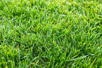 natural plain lawn