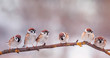 holiday card with many little funny birds sparrows sitting in Sunny garden on a branch in the spring