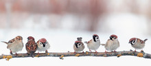 Festive Panoramic Postcard With Many Little Funny Birds Sparrows Sit In The Winter Garden On A Branch