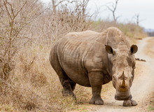 The Black Rhinoceros Or Hook-lipped Rhino (Diceros Bicornis) In Habitat. Endangered Animals Of South Africa. 