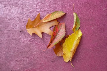 Wall Mural - Herbstblätter auf rotem alten Holz 