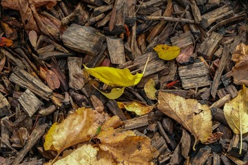 Herbstlaub Hintergrund 