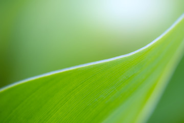 Wall Mural - Green leaf on blurred greenery background. Beautiful leaf texture in sunlight. Natural background. close-up of macro with free space for text.