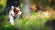 Cute small cub of brown and White Border Collie in colorful forest. Adorable inteligent and beautiful dog animal. Banner or panorama.