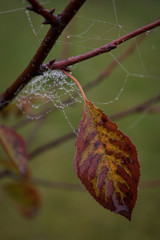 Wall Mural - Branches of trees entwined with cobwebs. From the leaves flowing drops of dew. Autumn foggy morning