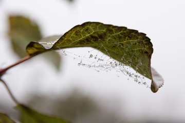 Wall Mural - Branches of trees entwined with cobwebs. From the leaves flowing drops of dew. Autumn foggy morning