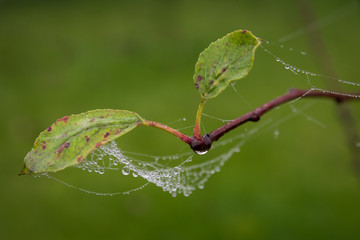 Wall Mural - Branches of trees entwined with cobwebs. From the leaves flowing drops of dew. Autumn foggy morning