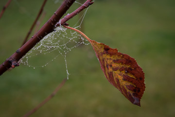 Wall Mural - Branches of trees entwined with cobwebs. From the leaves flowing drops of dew. Autumn foggy morning