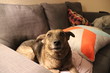 © Norbert - Dog on the sofa