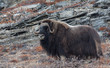 © tobiasbrehm - Musk Ox near Rolige Brae in the inner Scoresby Sund, East Greenland