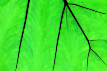 Close up green color leaf texture background.