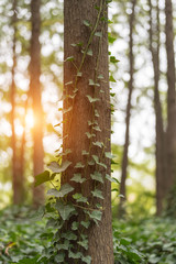Wall Mural - woods and sunshine in quiet park