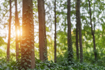 Wall Mural - woods and sunshine in park