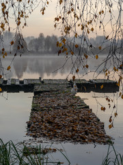 Wall Mural - picture with fog on the lake, old wooden footbridge covered with tree leaves foreground tree branches with leaves