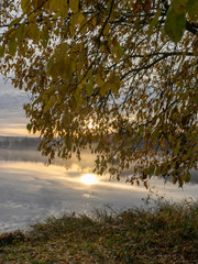 Wall Mural - picture with mottled tree leaves in the foreground and a collection of blurry trees and yellow leaves in the background.