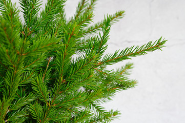 fragment of a christmas tree or fir branches decorated on the background of a white concrete wall. space for text