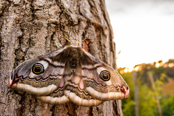 The small emperor moth (Saturnia pavonia)