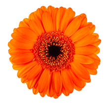 Orange Gerbera Flower Head