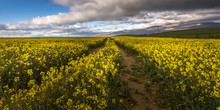 Yellow Canola Field With Clouds And Blue Sky