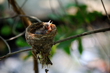 New born birds Oriental magpie robin in nest ,waiting for food