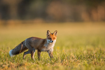 Wall Mural - Mammals - European Red Fox (Vulpes vulpes)