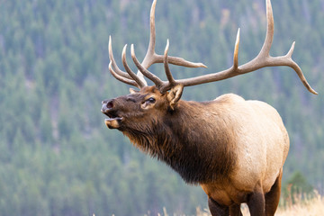 elk herd on a beautiful rocky mountain evening