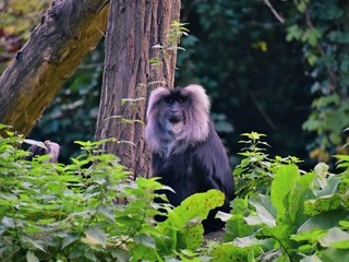 Macaque sits behind bushes near a tree ...