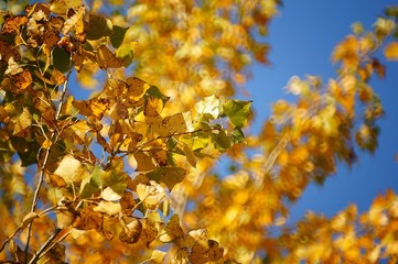 Poster - yellow autumn leaves