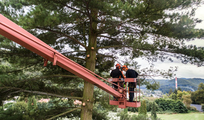 Poster - Arborist men with chainsaw and lifting platform cutting a tree.