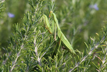 Common Mantis Or Santateresa (Mantis Religiosa) Sits On Green Bush