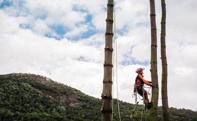 Poster - Arborist man with harness cutting a tree, climbing.