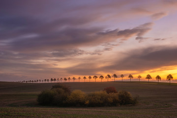 Wall Mural - beautiful rural landscape. avenue of trees on the wavy field on a beautiful autumn morning