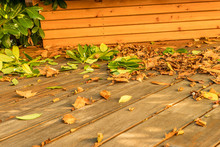 Autumn Leaves On The Wooden Terrace In The Autumn In The Sun