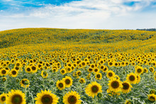 View Of Sunflower Field Against Sky